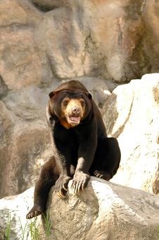 Malayan Sun Bear Royalty Free Stock Image Malayan Sun Bear Royalty Free Stock Image