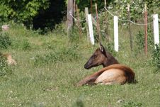 Cow Elk In Repose Stock Photography