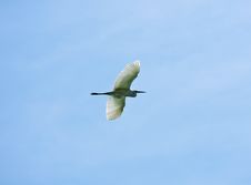 A Nice Big Heron Royalty Free Stock Images A Nice Big Heron Royalty Free Stock Images