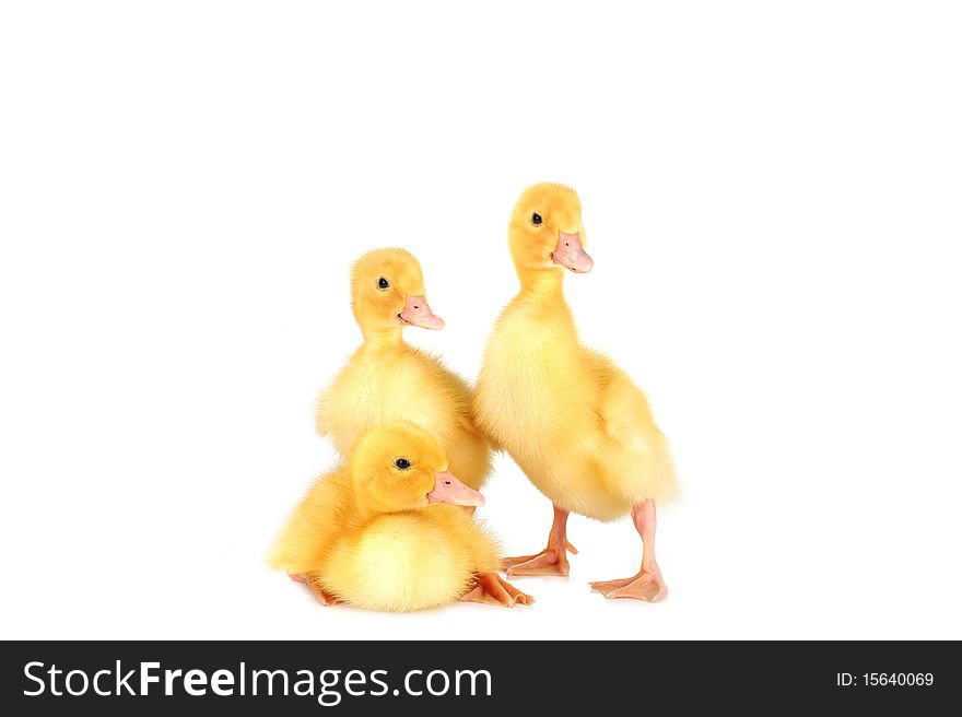 Three little yellow fluffy ducklings isolated. Three little yellow fluffy ducklings isolated