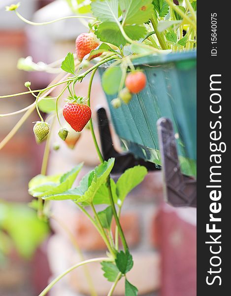 Wild strawberry bush in green flowerpot. Wild strawberry bush in green flowerpot