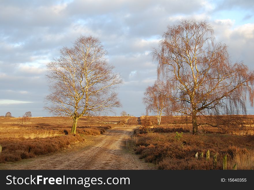 A path through a moorland