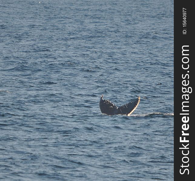 Humpback whale diving off coast of maine