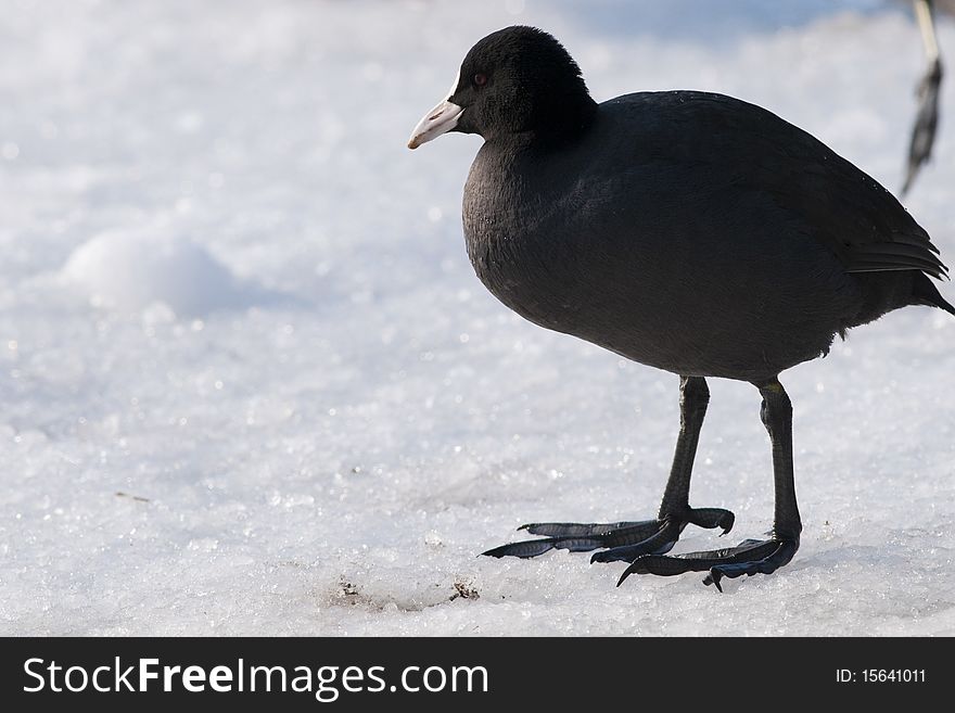 Common Coot on Ice