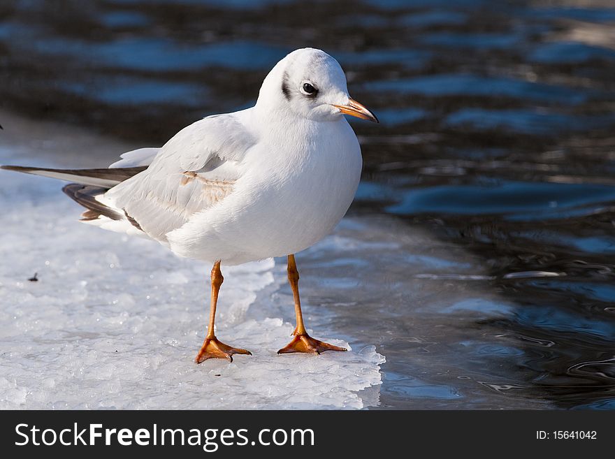 Black Heade Gull On Ice