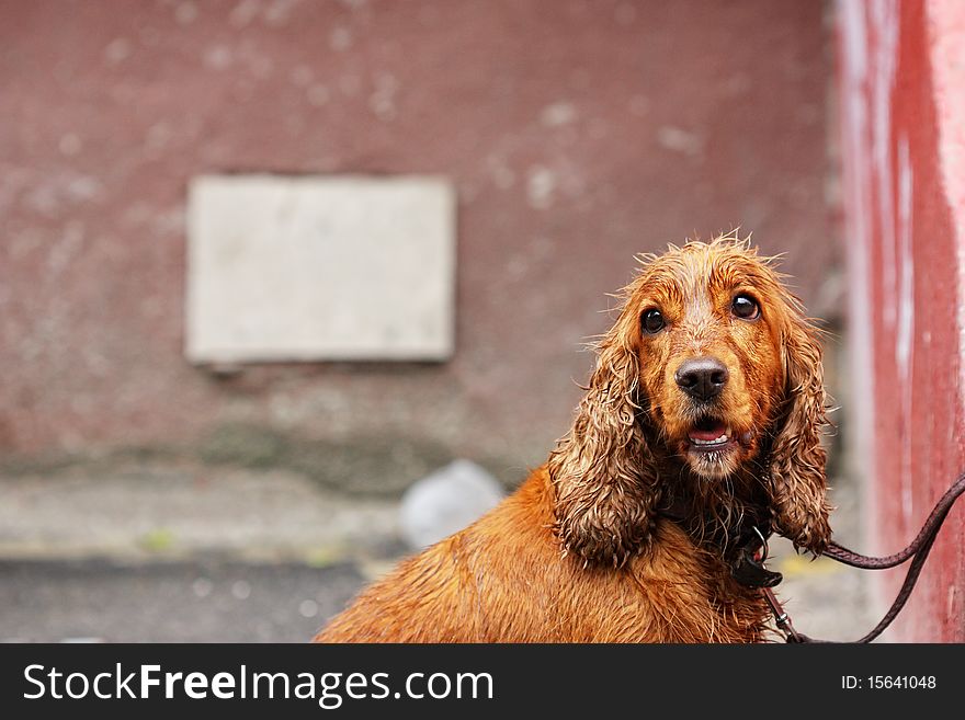 Golden wet spaniel looking to the side Portrait of a Dog. Golden wet spaniel looking to the side Portrait of a Dog