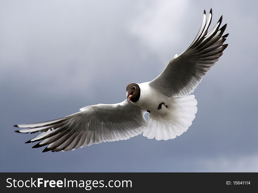 A gull catching a piece of bread on the flight