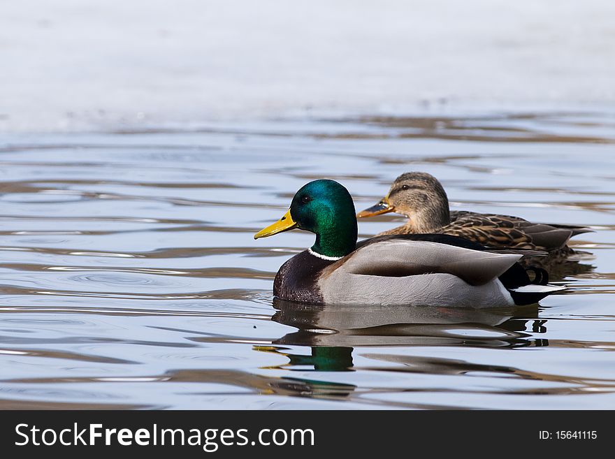 Mallard Duck Pair on water
