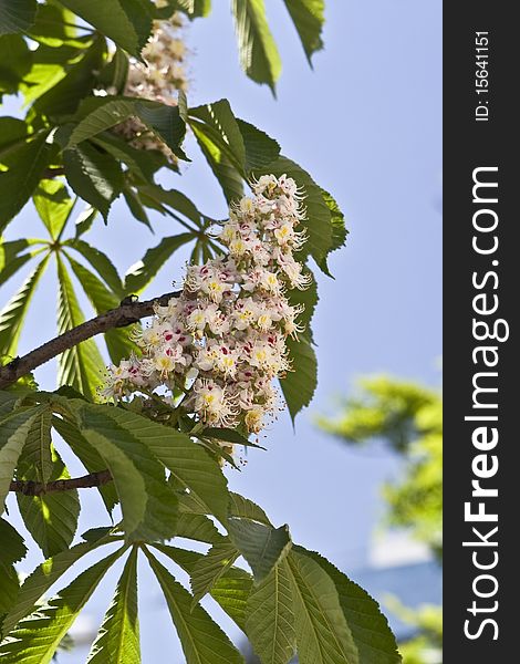 Blooming chestnut tree in Kiev, Ukraine