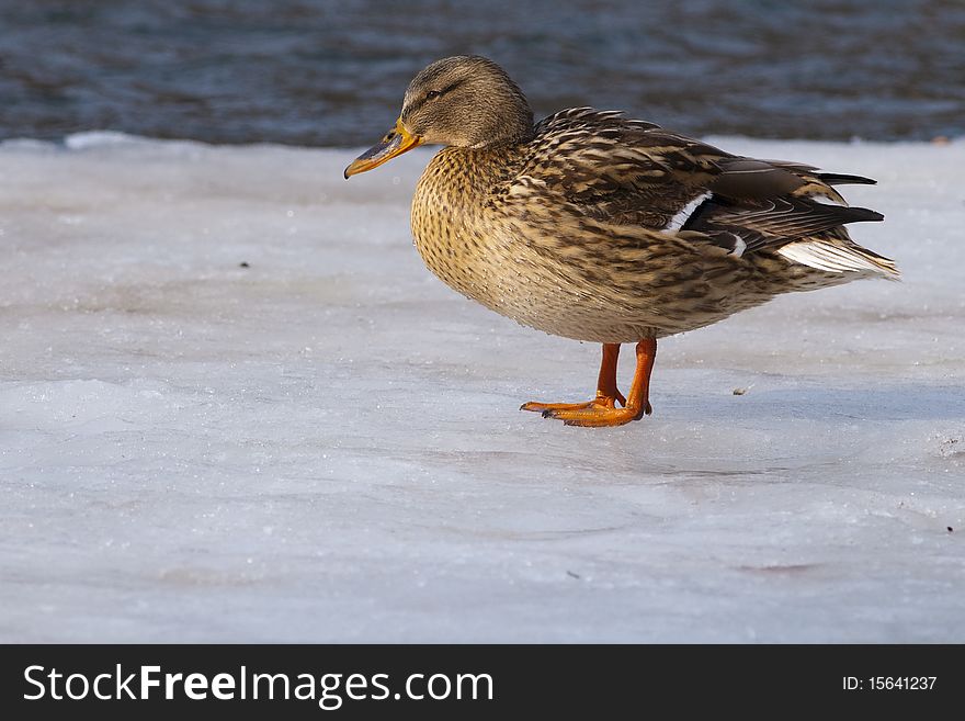 Mallard Duck on ice