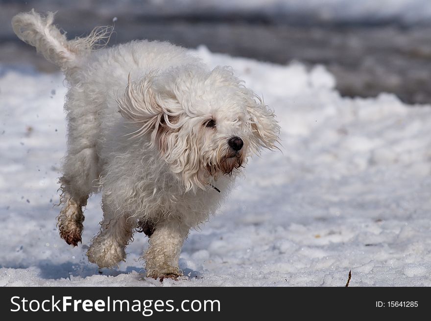 White Dog running on snow