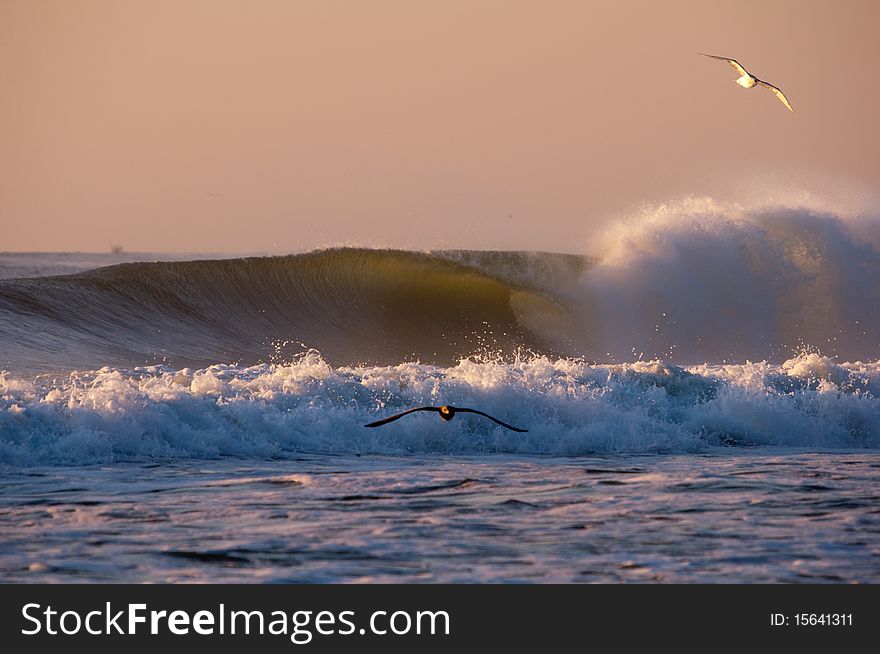 Seagulls flying over breaking waves in Atlantic. Seagulls flying over breaking waves in Atlantic