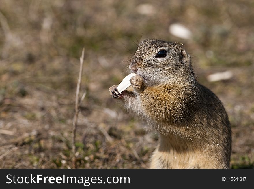 European Ground Squirrel eating sunflower seed