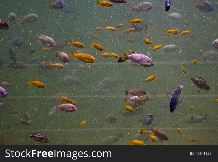 Cichlids swimming in an aquarium