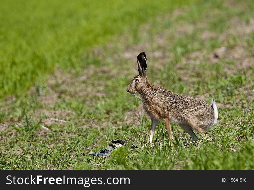 European Hare on green field