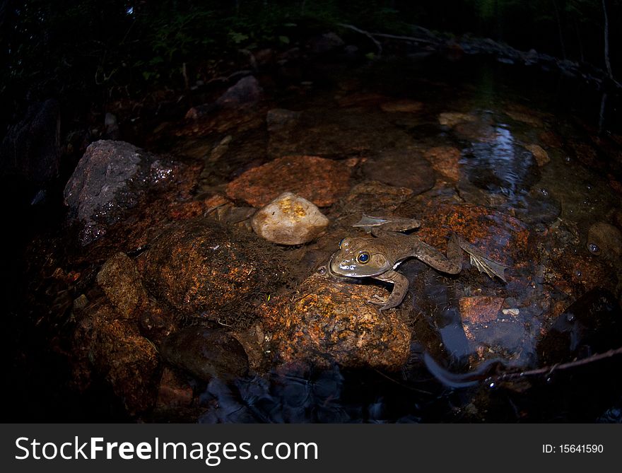 Frog sitting in stream bed. Frog sitting in stream bed
