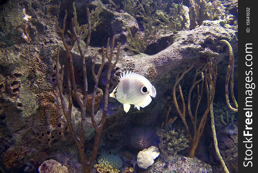 Angelfish swimming in saltwater aquarium