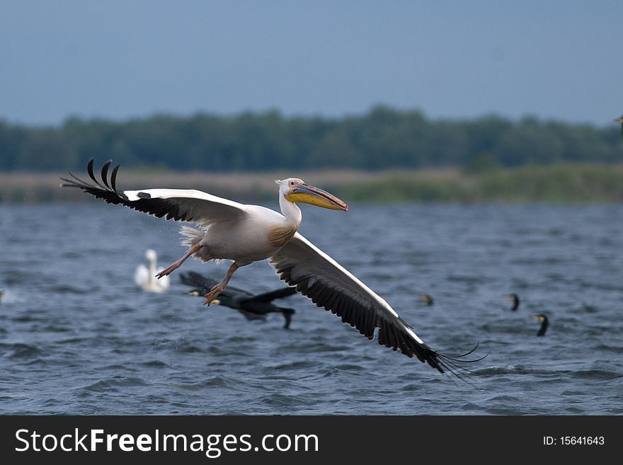 White Pelican in Flight