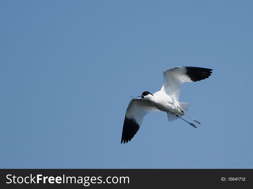 Pied Avocet in flight