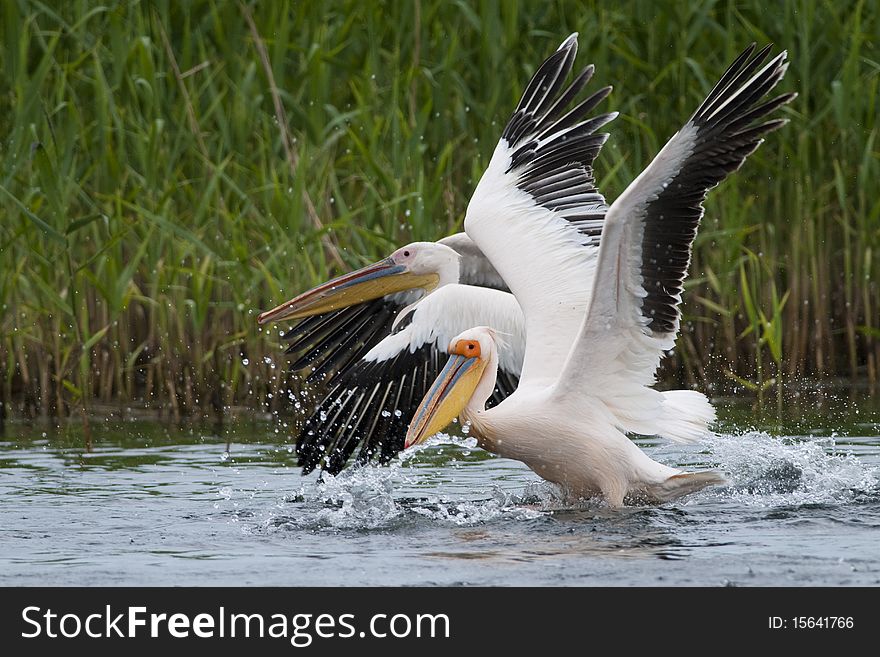 White Pelicans taking off from water