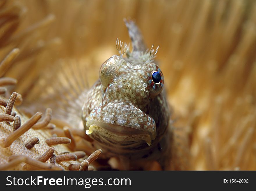 A lawnmower blenny Salarias fasciatus, perches on a Sarcophyton leather coral. A lawnmower blenny Salarias fasciatus, perches on a Sarcophyton leather coral