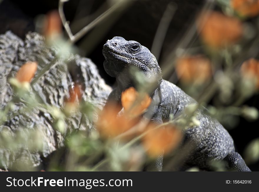 A chuckwalla, Sauromalus obesus, basks in the sun behind desert globemallow flowers in Ash Meadows National Wildlife Refuge, Nevada. A chuckwalla, Sauromalus obesus, basks in the sun behind desert globemallow flowers in Ash Meadows National Wildlife Refuge, Nevada