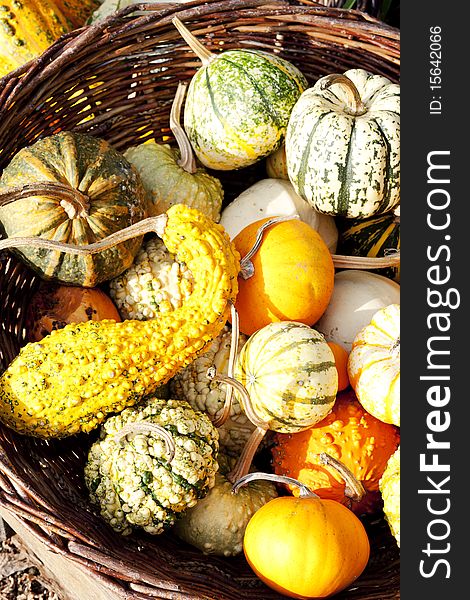 Still life of pumpkins in basket