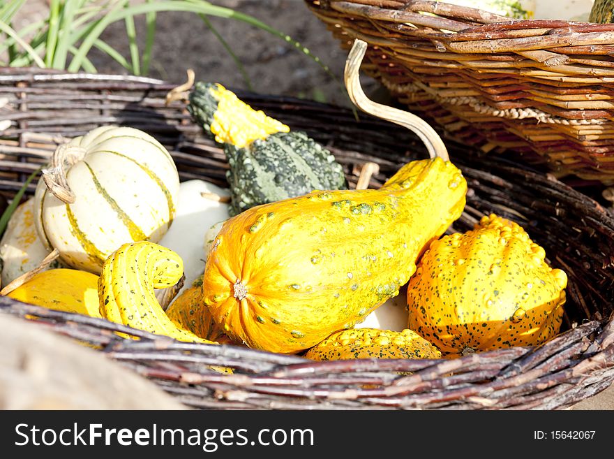 Still life of yellow pumpkins