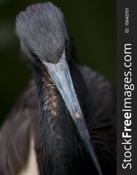 Closeup of Tricolored Heron with threatening posture and expression; close focus highlights forehead, eyes, beak, and neck with remainder of background defocused and darker. Closeup of Tricolored Heron with threatening posture and expression; close focus highlights forehead, eyes, beak, and neck with remainder of background defocused and darker