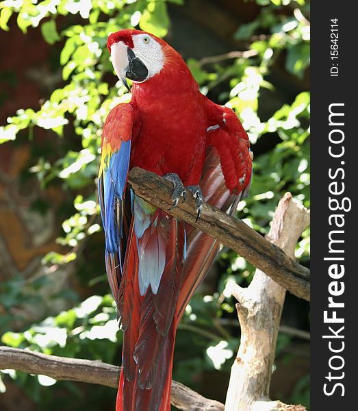 Brilliant red parrot its head and peers from a bare tree branch. Brilliant red parrot its head and peers from a bare tree branch