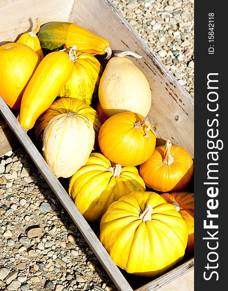 Still life of yellow pumpkins