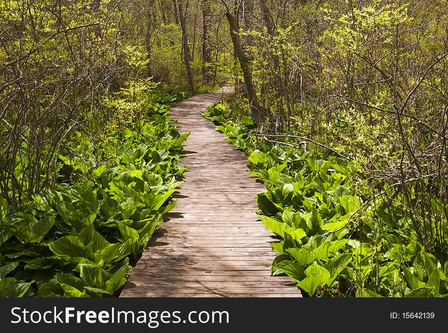 Wooden path through swampy forest