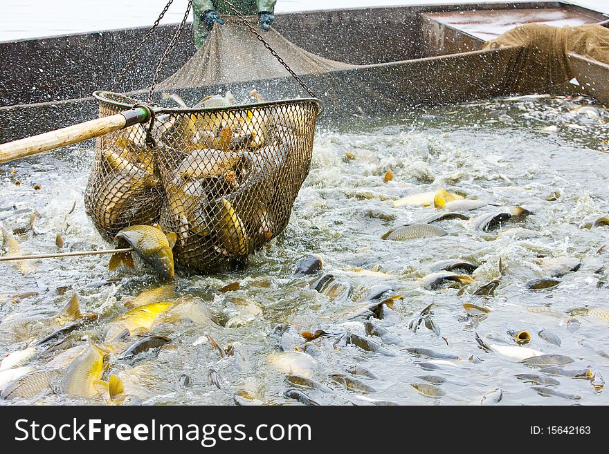 Harvesting pond during autumn season