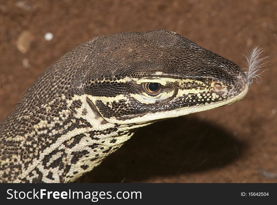 Sand Goanna Portrait