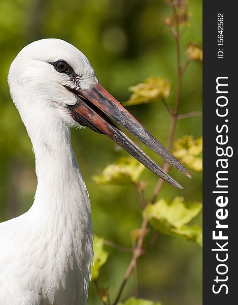 White Stork (Ciconia ciconia) Juvenile Portrait. White Stork (Ciconia ciconia) Juvenile Portrait