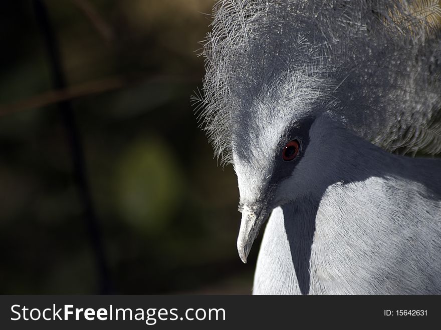 The World's largest pigeon, Western Crowned Pigeon, Goura cristata, is endemic to Papua New Guinea