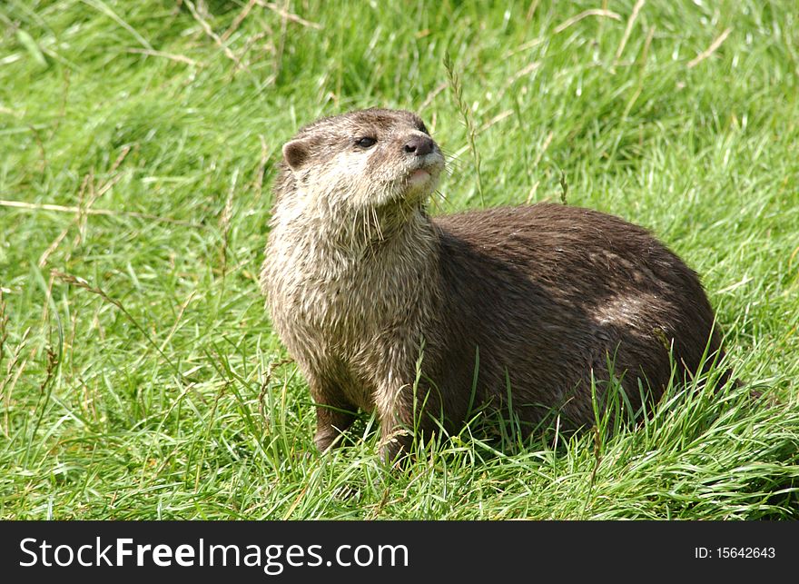 A alert otter watching for food. A alert otter watching for food