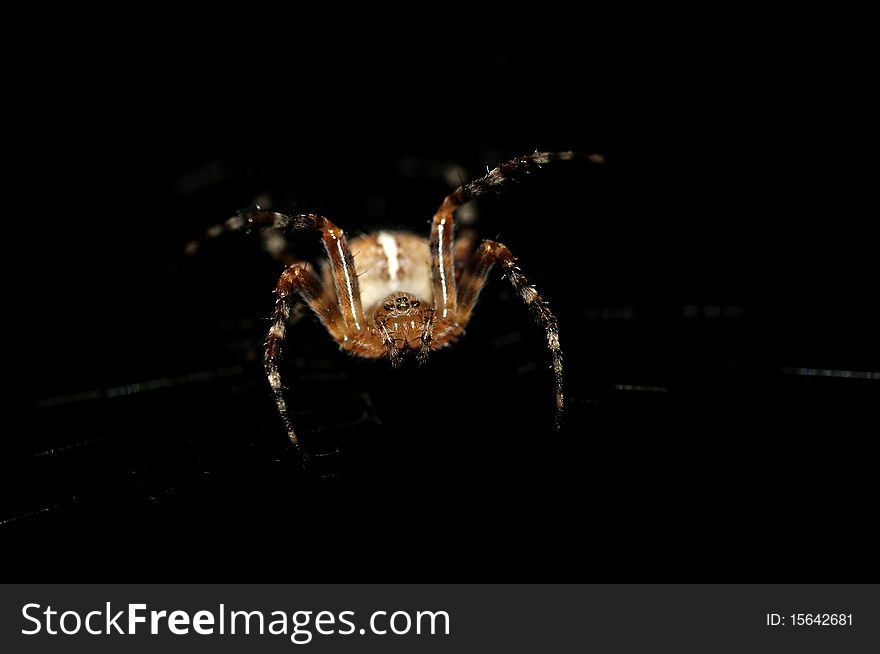 Cross Spider (Araneus diadematus) attacking from black darkness