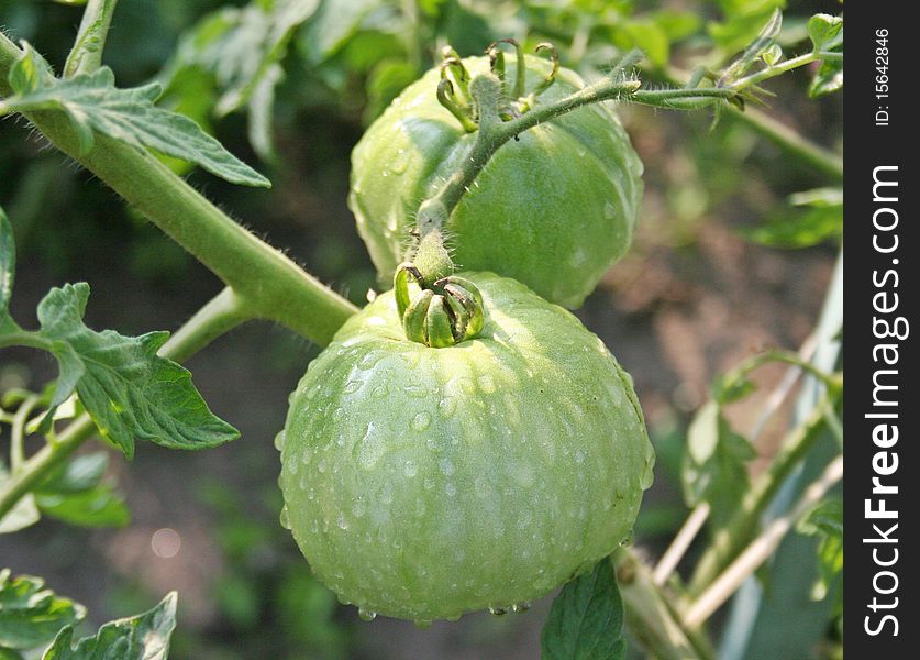 Tomatoes On Garden