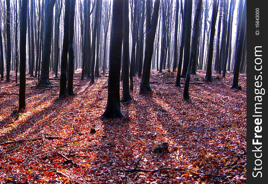 fall color leaves under beech tree trunks in autumn. fall color leaves under beech tree trunks in autumn