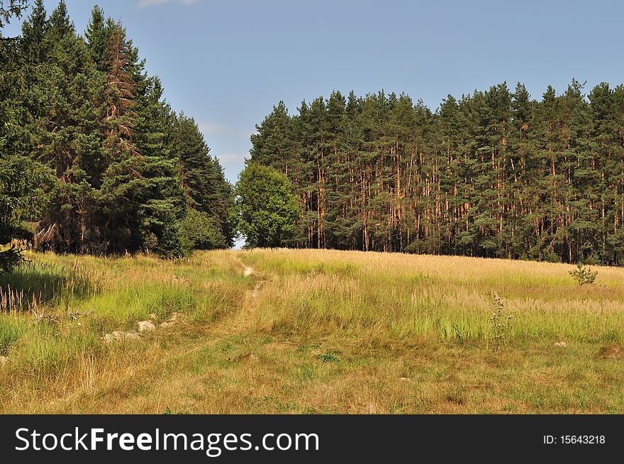 Foot path in coniferous forest. Foot path in coniferous forest