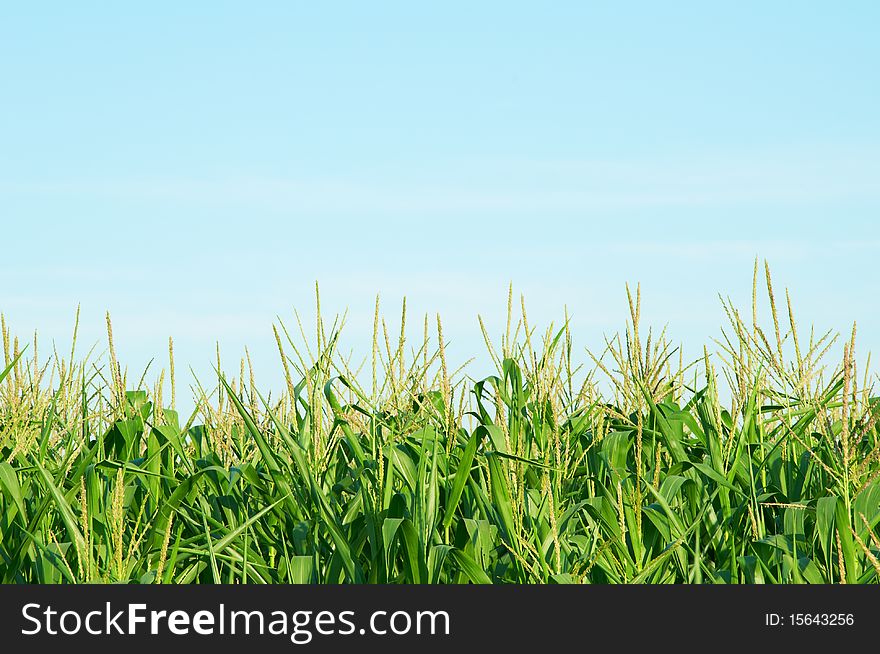 Green Corn field on the backgroung of blue sky