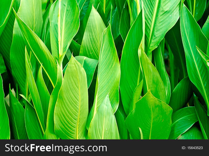 Vivid coloured green leaves close up