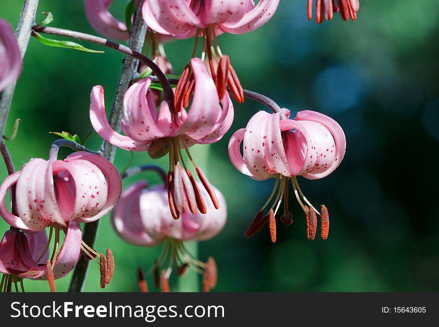 Red lily flowers on green background