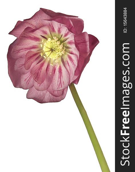 English Hellebore