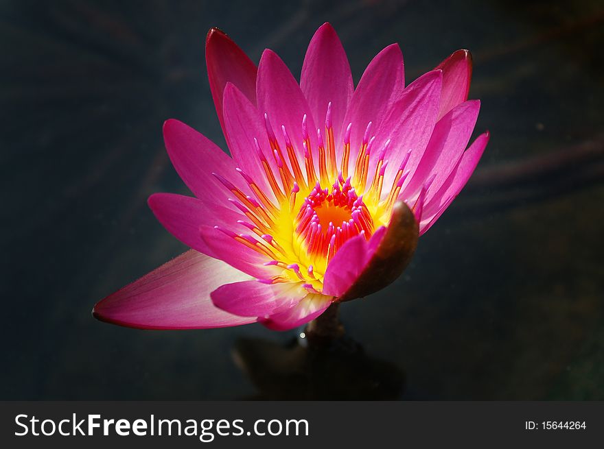 Close Up Of Beautiful Water Lily