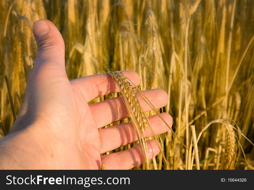 Hand with wheat on the stem and blurred field on background
