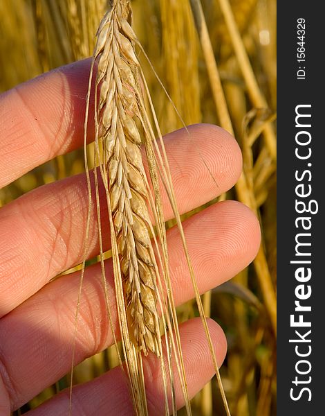 Hand with wheat on the stem and blurred field on background. Hand with wheat on the stem and blurred field on background