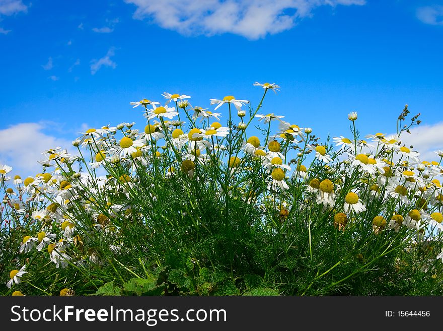 Daisy flowers and sky