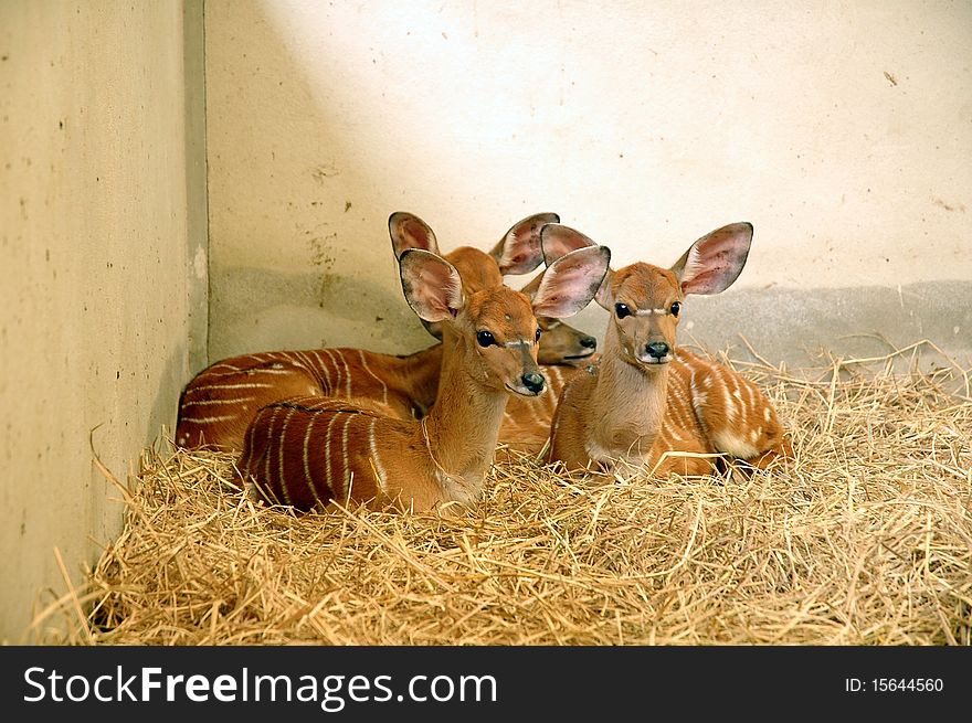 Young nyala in Chiangmai Night Safari